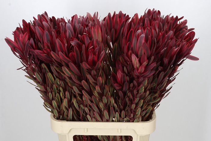 <h4>Leucadendron Jester</h4>