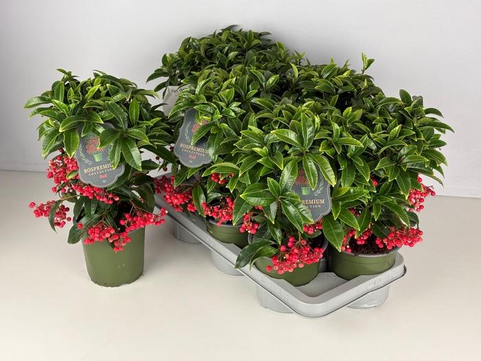 <h4>ARDIS CR BOS PR</h4>