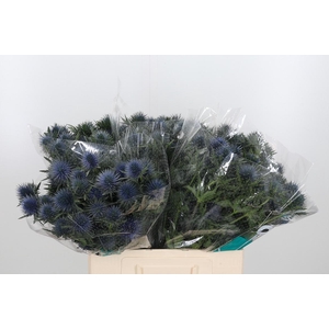 Eryng Magnetar Qstar