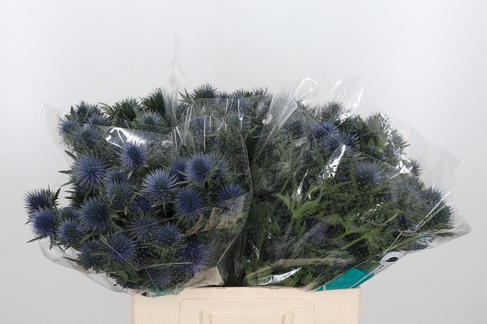 <h4>Eryng Magnetar Qstar</h4>