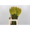 Kniphofia Sunningdale Yellow