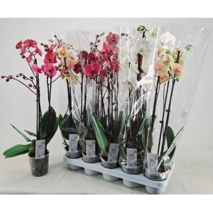 PHAL GEM