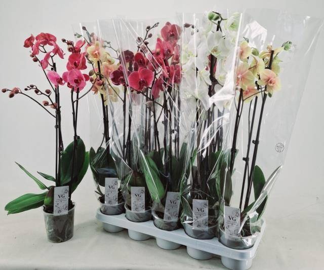 <h4>PHAL GEM</h4>