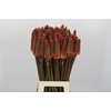 Kniphofia Alcazar