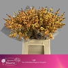 Ilex Ve Gresgold Nice!! Promo!!