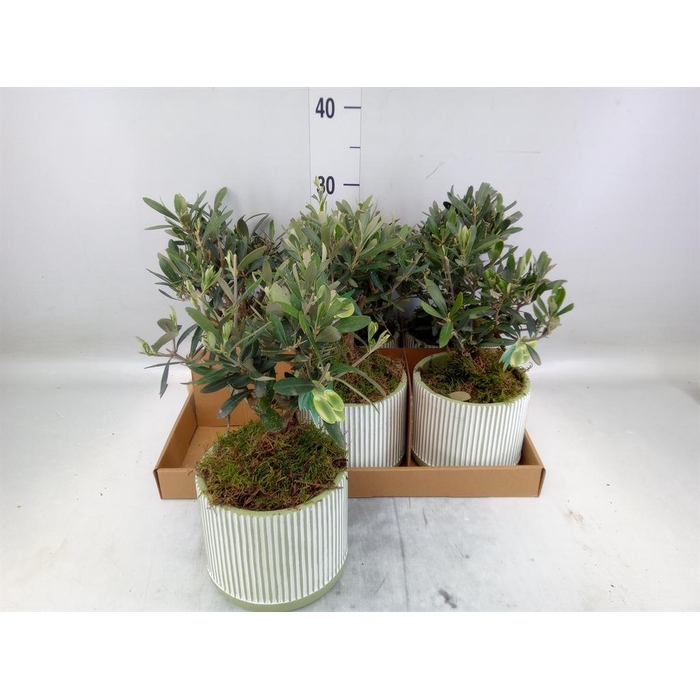 <h4>Arr.   Tuinplanten H%</h4>