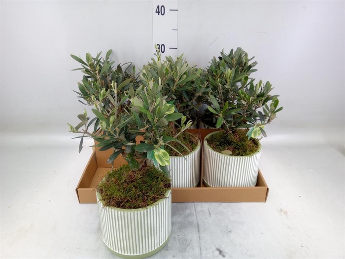 Arr.   Tuinplanten H%