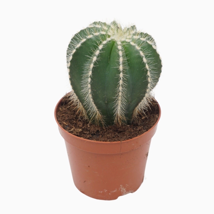 <h4>Cactus</h4>