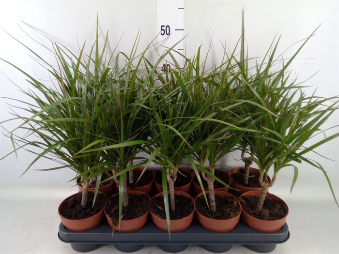 <h4>Dracaena marg.</h4>