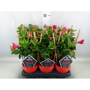 Mandevilla  'Sundavil Red'