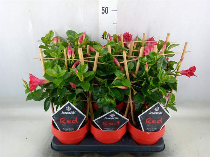 <h4>Mandevilla  'Sundavil Red'</h4>