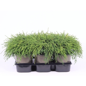 Chamaecyparis Filifera Na