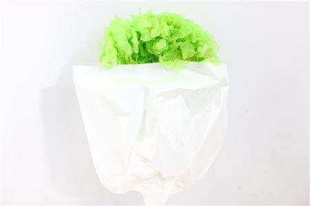 <h4>Pres Hydr Green Bunch Head 16-18cm</h4>