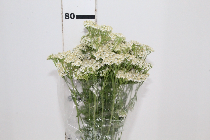 <h4>ACHILLEA MILLEFOLIUM BRANCO 070 CM</h4>