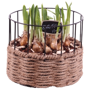 Bulbs Arr. Narcis Metal Frame Rope Pot Round Ø21cm