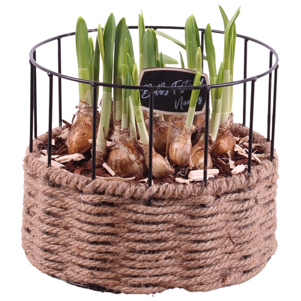 <h4>Bulbs Arr. Narcis Metal Frame Rope Pot Round Ø21cm</h4>