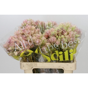 SERR BRIDAL PINK