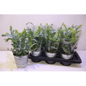 arr8 Arr Phlebo A Blue Star In Zinken Pot