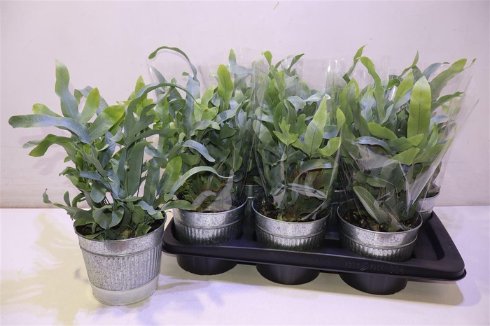 <h4>arr8 Arr Phlebo A Blue Star In Zinken Pot</h4>