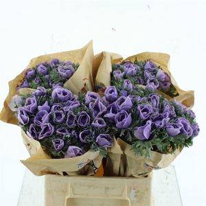 Anemone Powder Milka