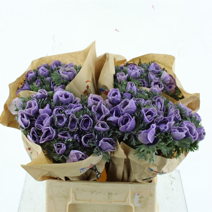 <h4>Anemone Powder Milka</h4>