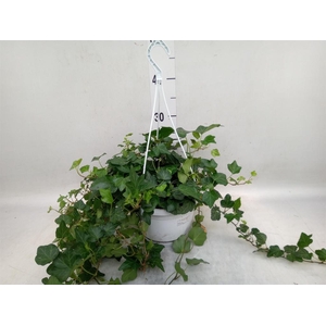 Hedera helix 'Wonder'