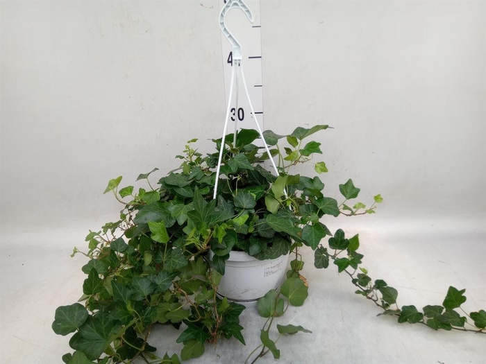 <h4>Hedera helix 'Wonder'</h4>
