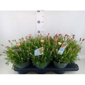 Rhodanthemum hosm. 'African Rose'