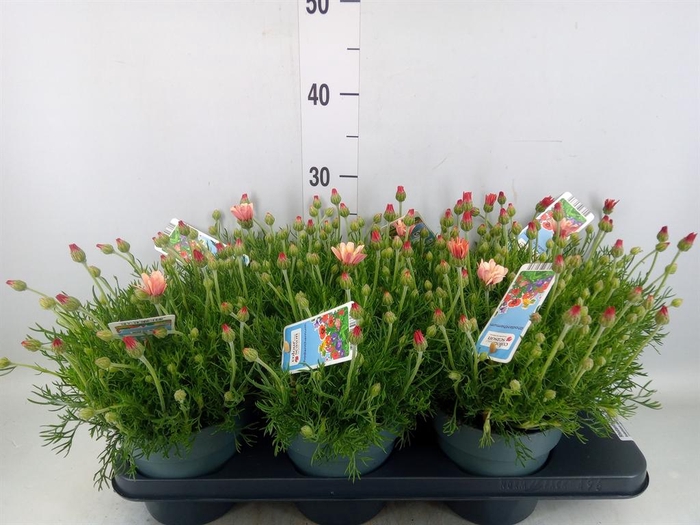 <h4>Rhodanthemum hosm. 'African Rose'</h4>