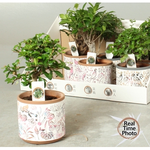 BONSAI GEM