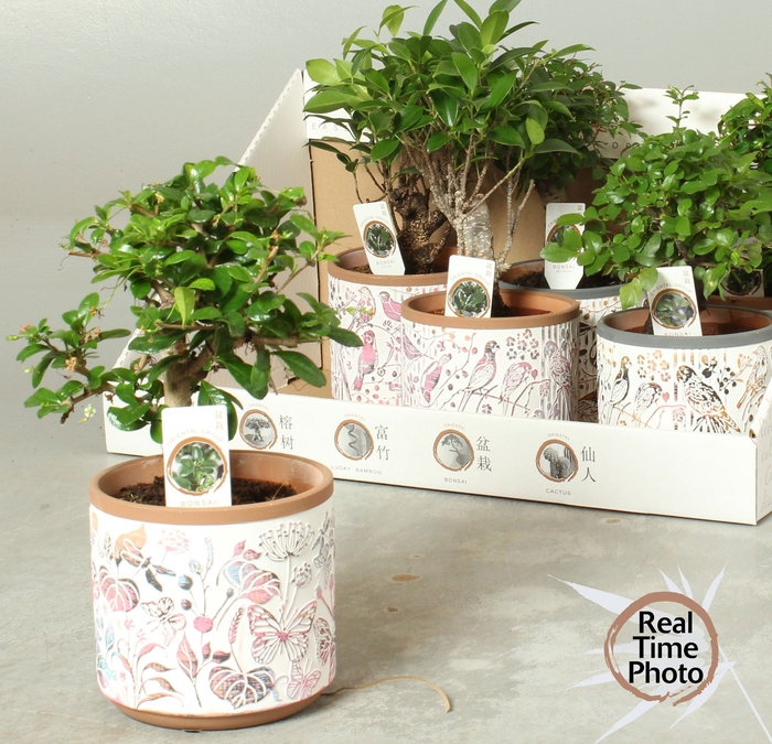 <h4>BONSAI GEM</h4>