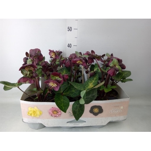 Helleborus  'Fkiss Vibey Velve'