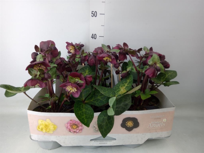<h4>Helleborus  'Fkiss Vibey Velve'</h4>