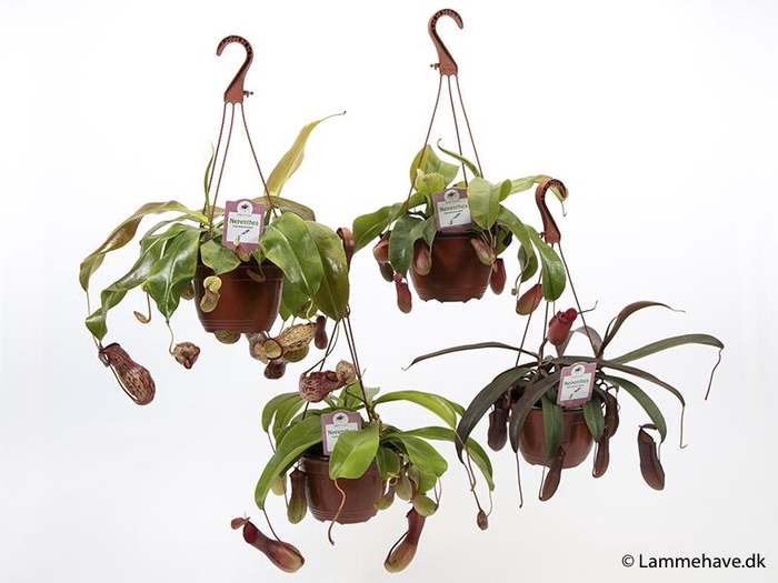 <h4>Nepenthes mix p15 hangpot NR 172</h4>