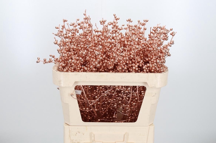 <h4>Ilex Kl Bh Koper</h4>