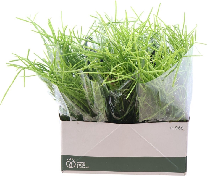 <h4>Rhipsalis Kirbergii</h4>