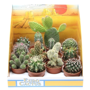 Cactus mix in showdoos