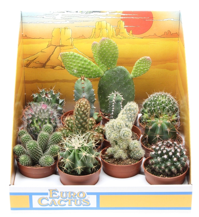 Cactus mix in showdoos