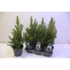 arr8 Picea Gl Conica