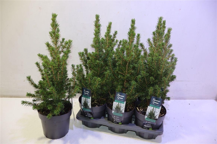 <h4>arr8 Picea Gl Conica</h4>
