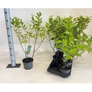 CEPHALANTHUS OCCID