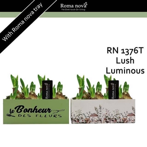 arr4 Narcis RN - Lush Luminous