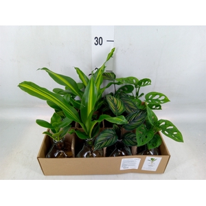 Planten  ..mix