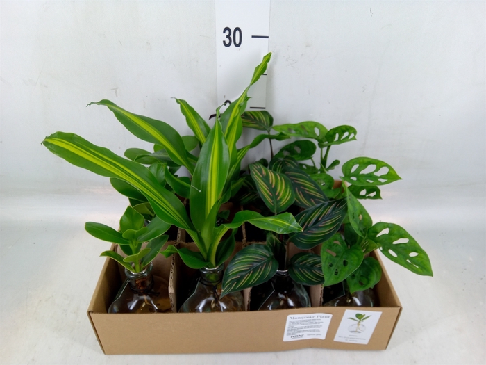 <h4>Planten  ..mix</h4>