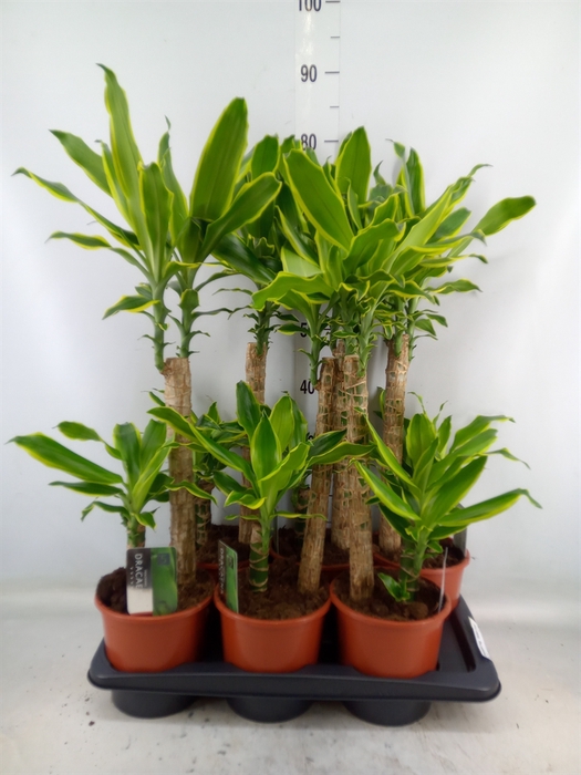 <h4>Dracaena frag. 'Golden Coast'</h4>