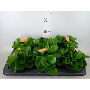 Peperomia obt. 'Green Gold'