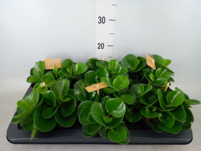 <h4>Peperomia obt. 'Green Gold'</h4>