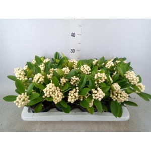 Skimmia   ...