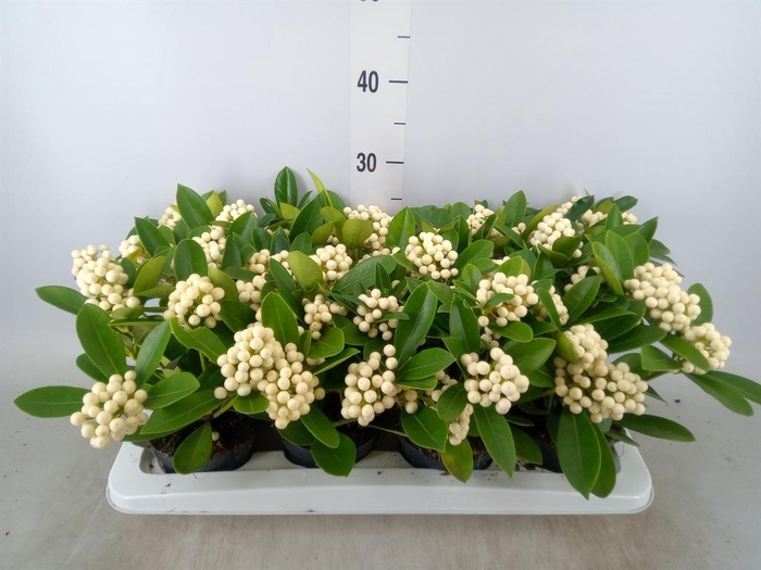 <h4>Skimmia   ...</h4>