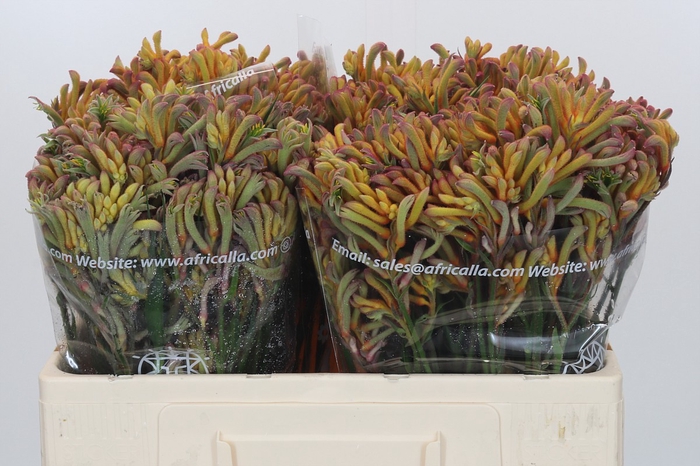 <h4>Anigozanthos Bush Blitz</h4>
